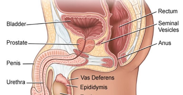 male reproductive tract