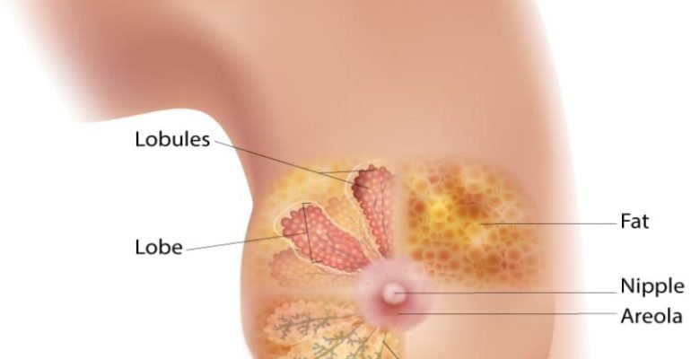 female-breast-diagram-750px-1